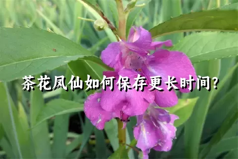 茶花凤仙如何保存更长时间？