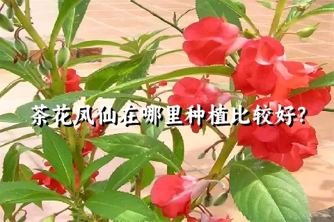 茶花凤仙在哪里种植比较好？