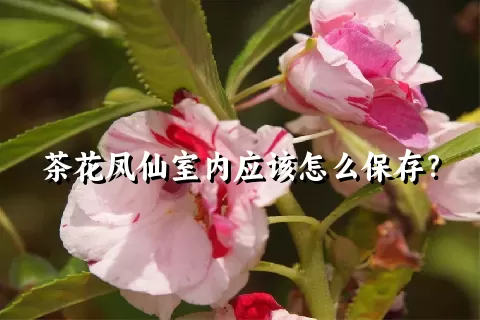 茶花凤仙室内应该怎么保存？