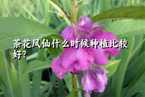 茶花凤仙什么时候种植比较好？