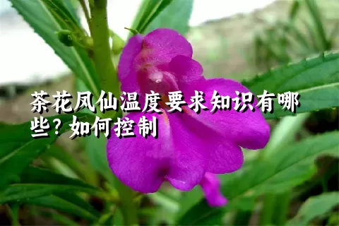 茶花凤仙温度要求知识有哪些？如何控制