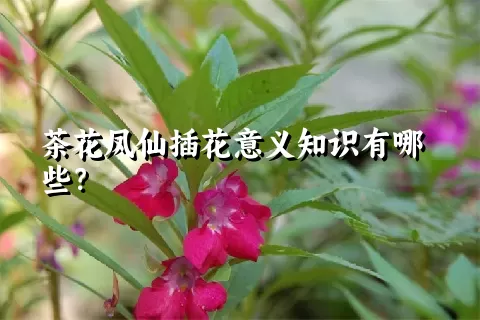 茶花凤仙插花意义知识有哪些？