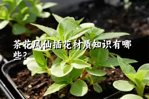 茶花凤仙插花材质知识有哪些？