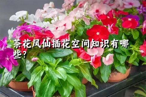 茶花凤仙插花空间知识有哪些？