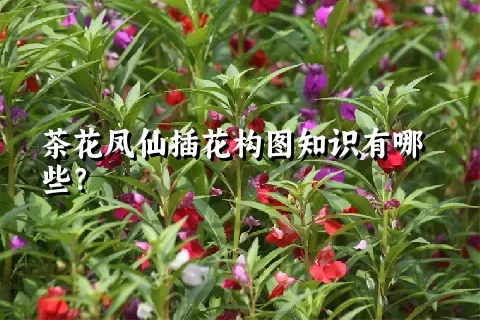 茶花凤仙插花构图知识有哪些？