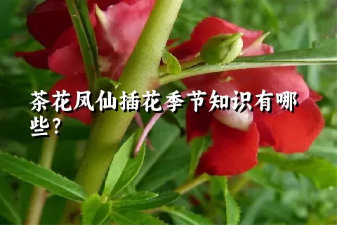 茶花凤仙插花季节知识有哪些？