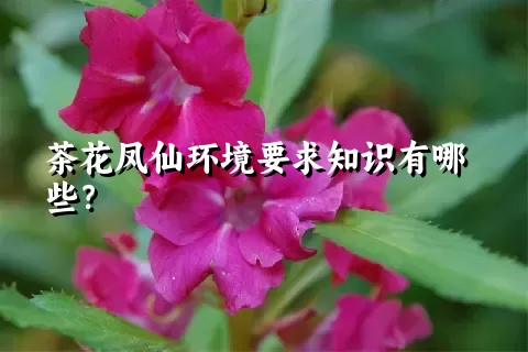 茶花凤仙环境要求知识有哪些？