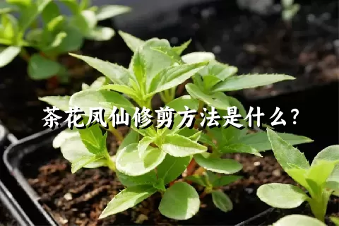 茶花凤仙修剪方法是什么？