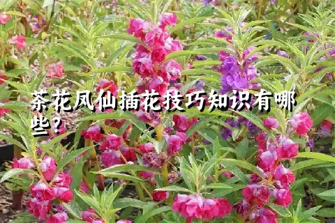 茶花凤仙插花技巧知识有哪些？