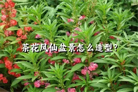 茶花凤仙盆景怎么造型？