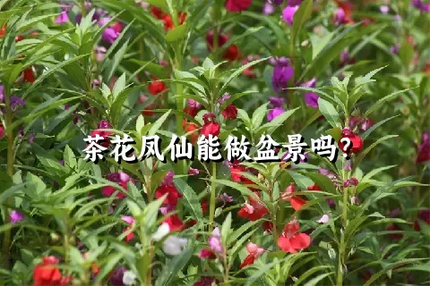 茶花凤仙能做盆景吗？