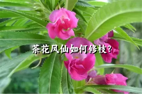 茶花凤仙如何修枝？