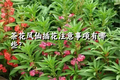 茶花凤仙插花注意事项有哪些？