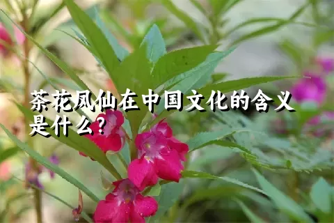 茶花凤仙在中国文化的含义是什么？