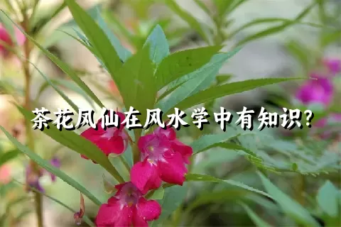 茶花凤仙在风水学中有知识？