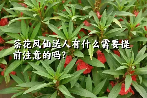 茶花凤仙送人有什么需要提前注意的吗？