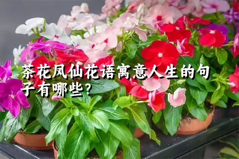 茶花凤仙花语寓意人生的句子有哪些？