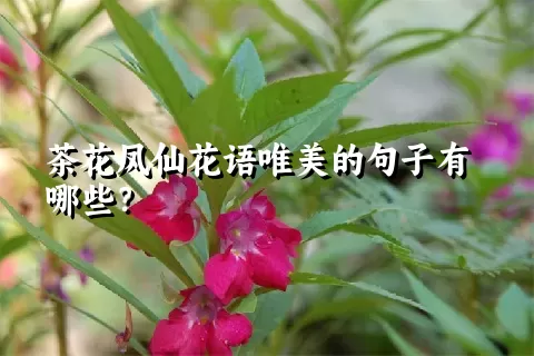 茶花凤仙花语唯美的句子有哪些？