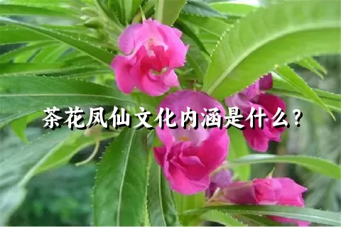 茶花凤仙文化内涵是什么？