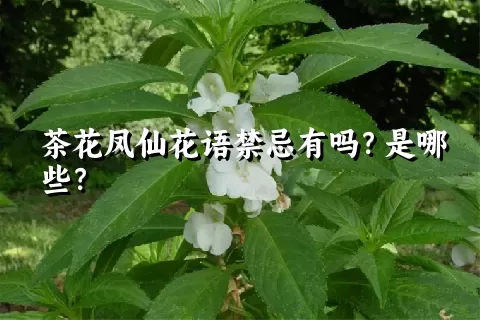 茶花凤仙花语禁忌有吗？是哪些？