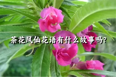 茶花凤仙花语有什么故事吗？