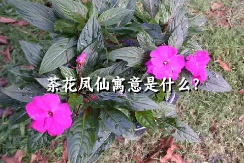 茶花凤仙寓意是什么？