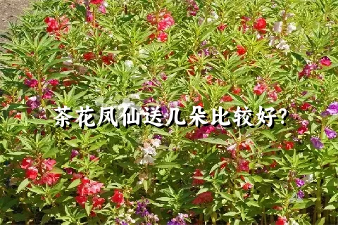 茶花凤仙送几朵比较好？