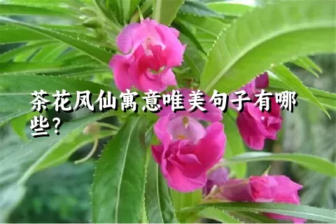 茶花凤仙寓意唯美句子有哪些？