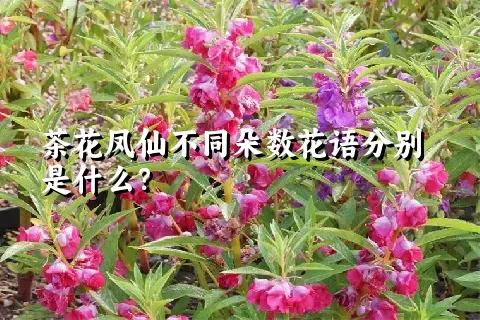 茶花凤仙不同朵数花语分别是什么？