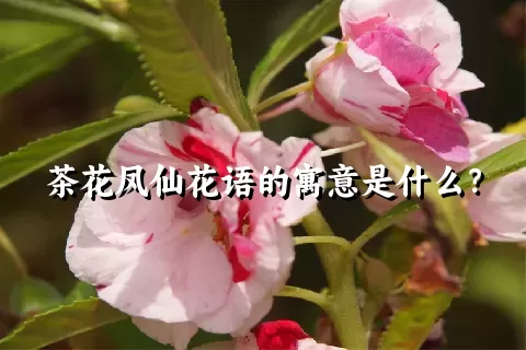 茶花凤仙花语的寓意是什么？