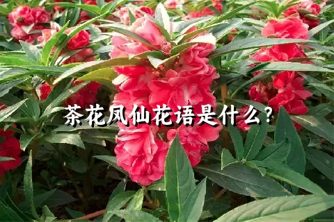 茶花凤仙花语是什么？