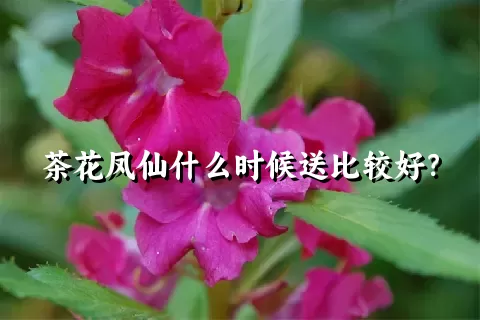 茶花凤仙什么时候送比较好？