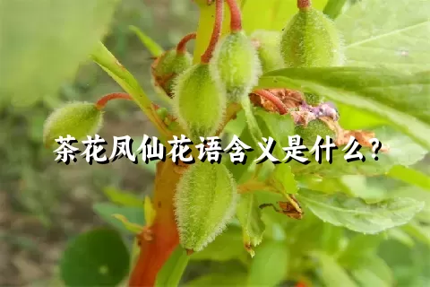 茶花凤仙花语含义是什么？