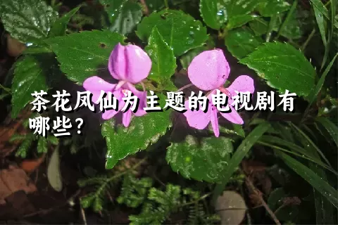 茶花凤仙为主题的电视剧有哪些？