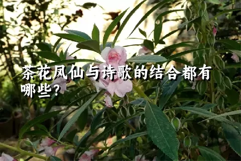 茶花凤仙与诗歌的结合都有哪些？