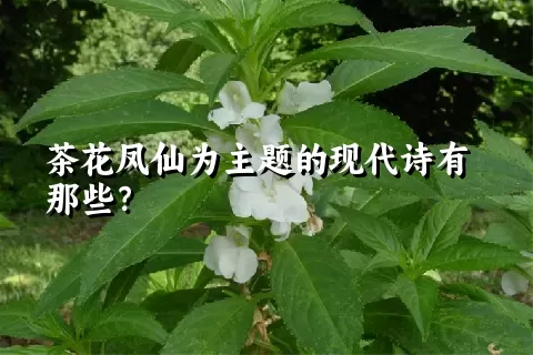 茶花凤仙为主题的现代诗有那些？