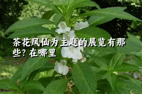 茶花凤仙为主题的展览有那些？在哪里