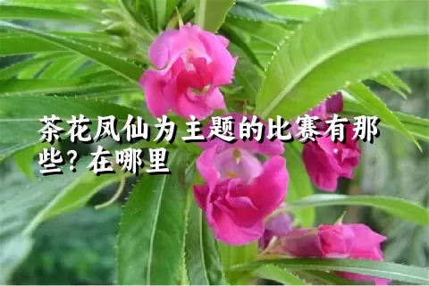 茶花凤仙为主题的比赛有那些？在哪里