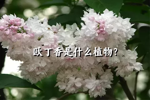 欧丁香是什么植物？