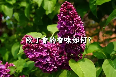 欧丁香的香味如何？