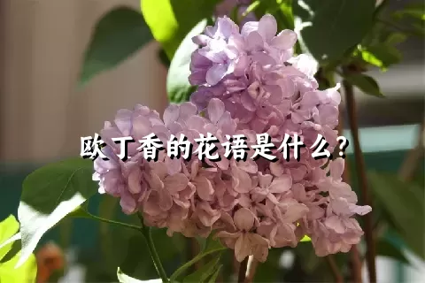 欧丁香的花语是什么？