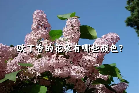 欧丁香的花朵有哪些颜色？