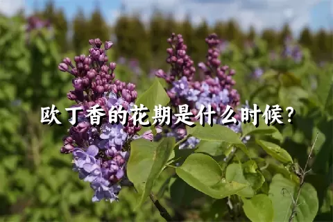 欧丁香的花期是什么时候？