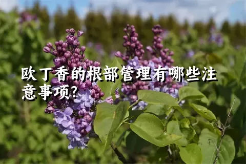 欧丁香的根部管理有哪些注意事项？