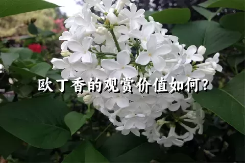 欧丁香的观赏价值如何？