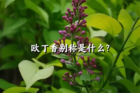 欧丁香别称是什么？