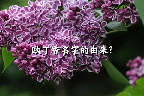 欧丁香名字的由来？