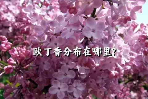 欧丁香分布在哪里?