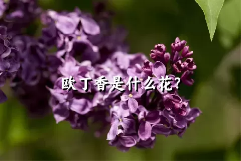 欧丁香是什么花？