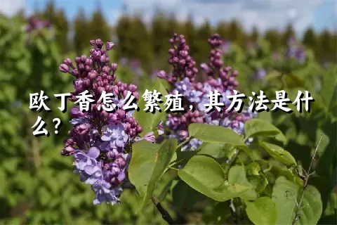 欧丁香怎么繁殖，其方法是什么？